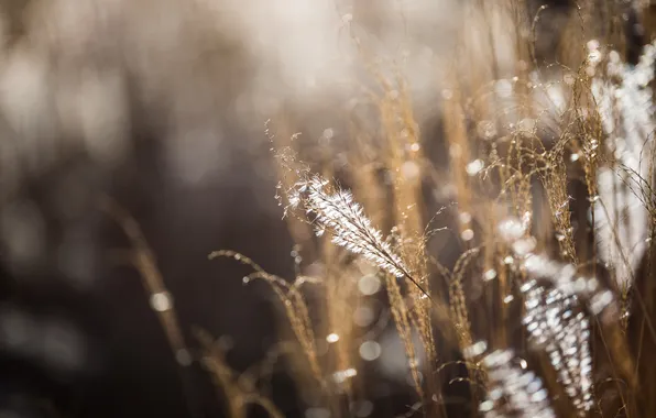 Picture grass, macro, nature, background