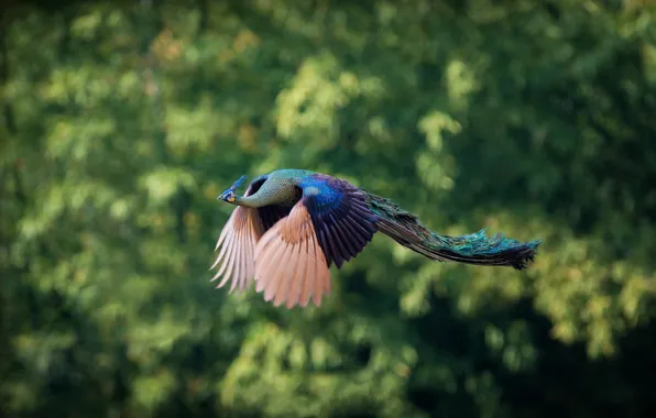 Picture leaves, trees, bird, blur, peacock, flying