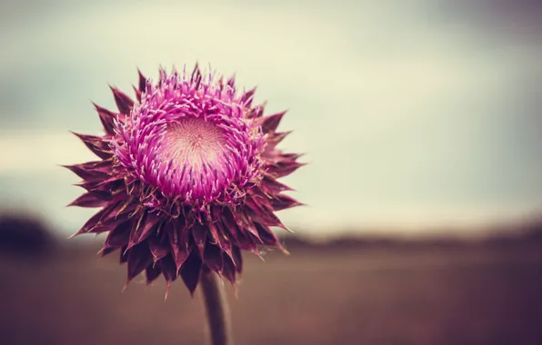 Flower, pink, bokeh, petals