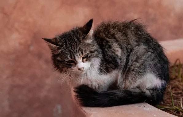 Cat, pose, kitty, grey, background, unhappy, face, sitting