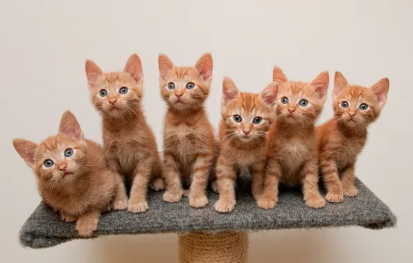 Kittens, red, stand