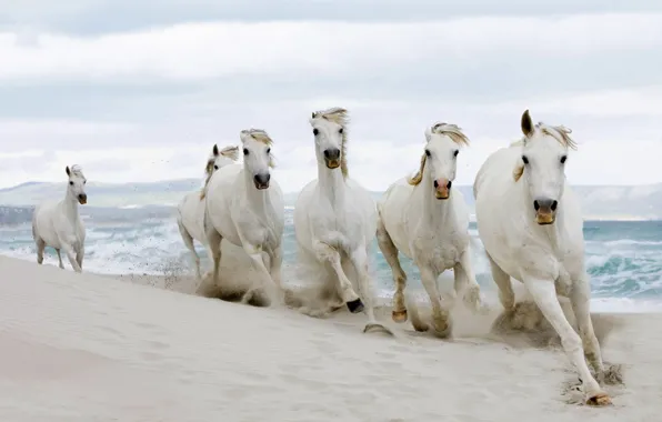 Sand, horse, the herd
