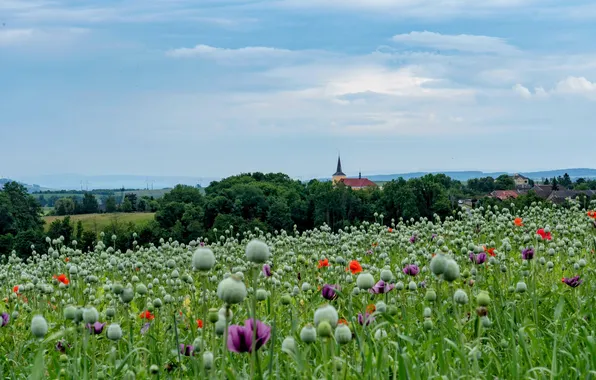 Greens, field, summer, clouds, trees, flowers, Maki, dal