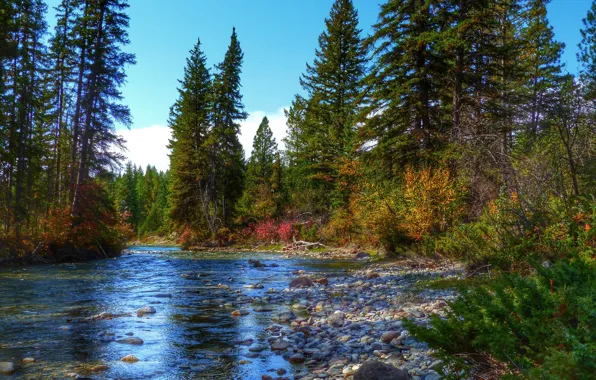 Picture autumn, forest, the sky, trees, river, stones, spruce