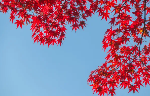 Autumn, the sky, leaves, colorful, red, maple, autumn, leaves