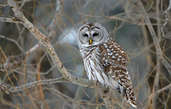 Trees, branches, nature, owl, bird, bokeh, Barred Owl, owl