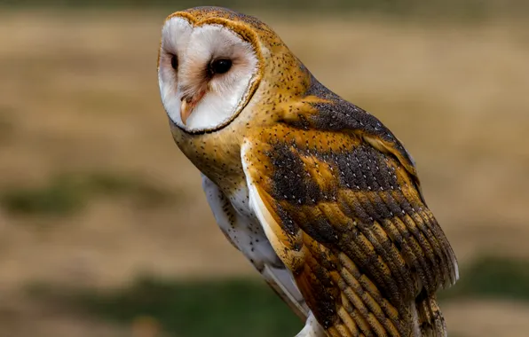 Picture look, owl, bird