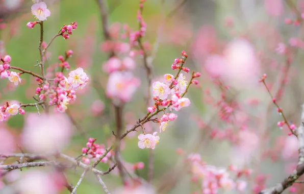 Picture flowers, branches, spring, garden