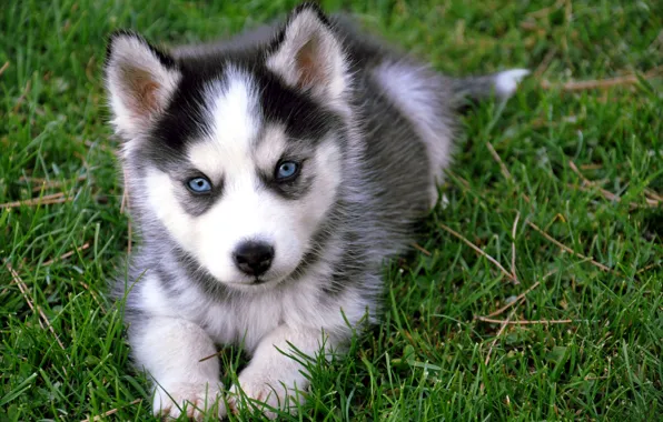 Greens, grass, eyes, muzzle, puppy, color, husky, baby. breed