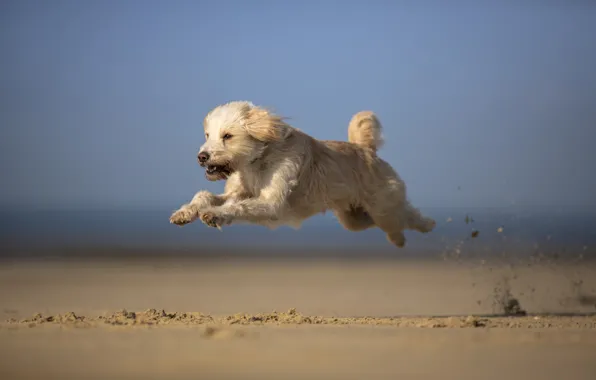 Picture each, dog, running