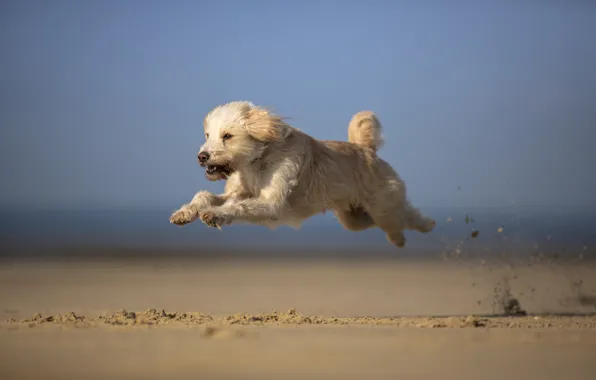 Each, dog, running