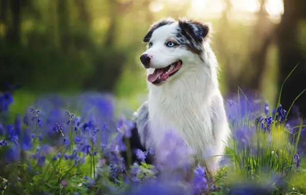 Summer, each, dog, Australian shepherd