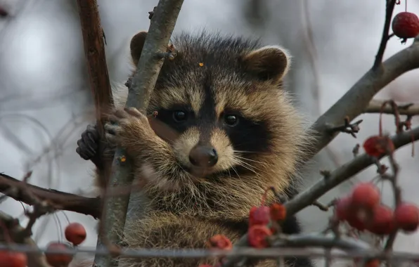 Picture branches, berries, tree, animal, raccoon