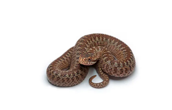 Snake, Brown, White background