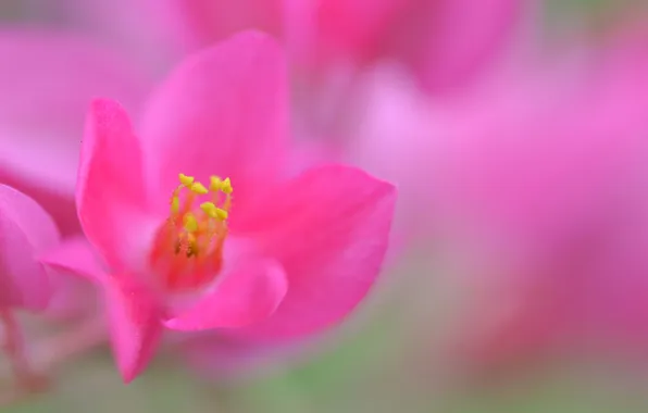 Picture macro, nature, plant, petals, stamens