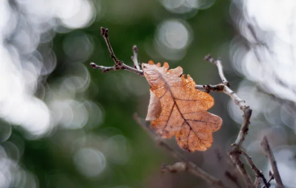 Leaves, macro, nature