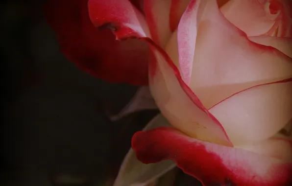 Flower, macro, rose, petals, gentle, red-white