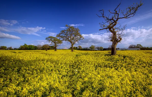 Field, summer, landscape, rape