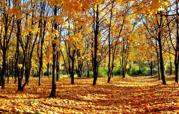 Autumn, forest, leaves, trees, nature, Park, foliage, autumn Wallpaper