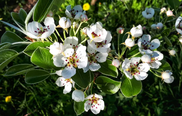 Nature, spring, flowering, white color, pear color