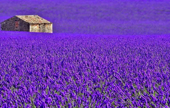 Field, flowers, house, France, meadow, lavender, plantation, Provence