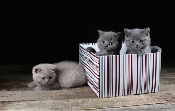 Cats, box, kittens, trio, three kittens, British
