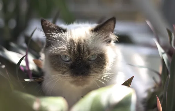 Cat, cat, look, leaves, light, portrait, plants, garden