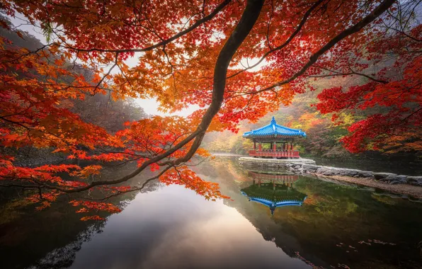 Autumn, foliage, Asia, pagoda, pond