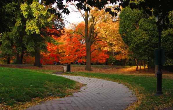 Autumn, Park, Fall, Track, Park, Autumn, Colors, Trees