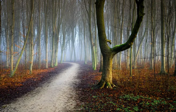 Road, autumn, forest, trees, branches, fog, Park, tree