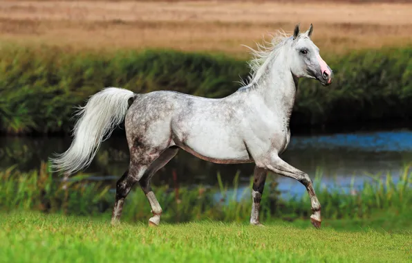 Field, white, summer, grass, look, face, nature, river