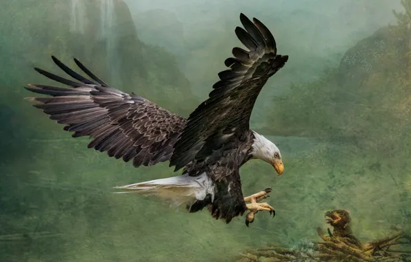 Nature, treatment, chick, bald eagle