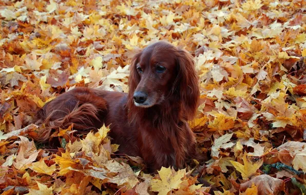 Picture autumn, leaves, dog, setter