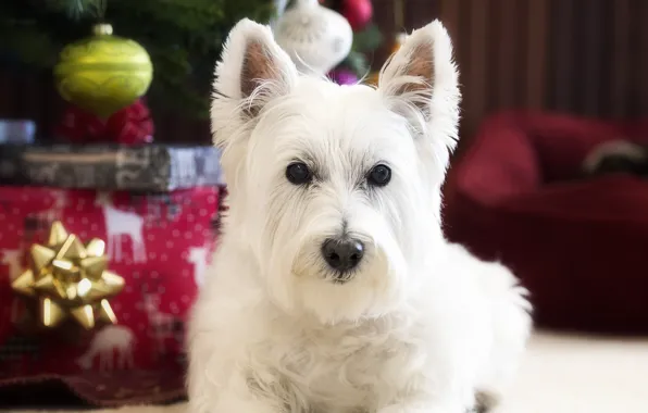 Picture look, dog, The West highland white Terrier