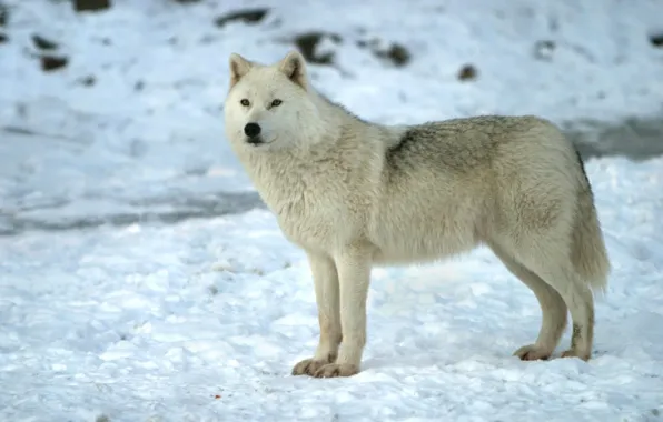 Picture Wolves, White, Wolf, Movie, White Wolf, Wolves Movie, Wolf Wolves