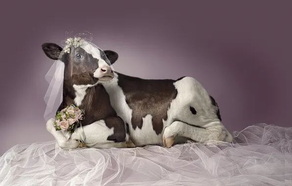Pose, cow, horns, the bride, veil, hooves