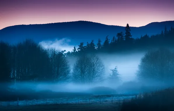The sky, trees, landscape, fog