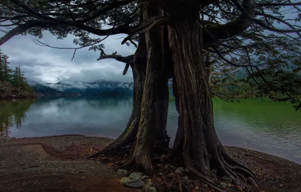 Picture trees, mountains, branches, roots, fog, stones, shore, trunk