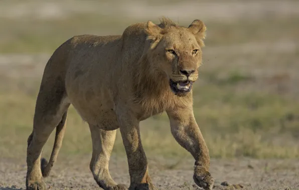 Nature, lioness, DUELL ©