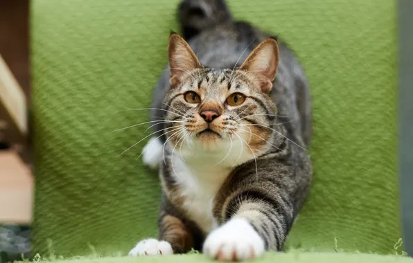 Cat, cat, face, green, grey, background, fabric, striped