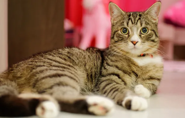 Cat, eyes, cat, look, grey, background, room, floor