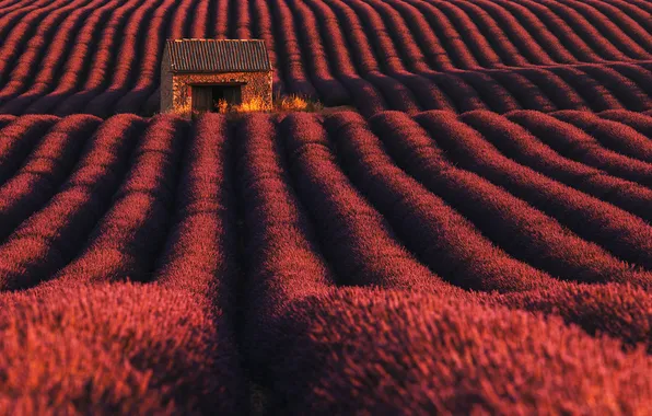 The barn, house, lavender, plantation, lavender field