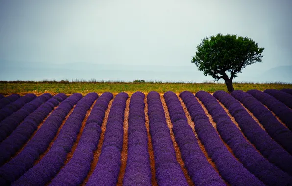 Field, tree, the ranks, lavender, plantation, lavender field