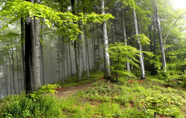 Forest, summer, trees, landscape, nature