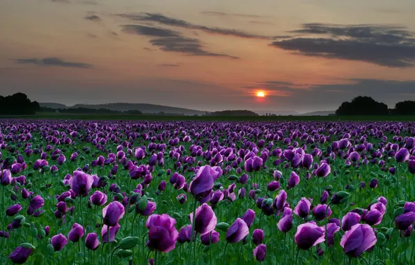 Field, summer, the sky, clouds, sunset, flowers, Maki, dal