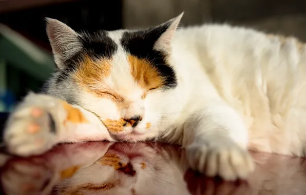 Picture cat, stay, sleeping