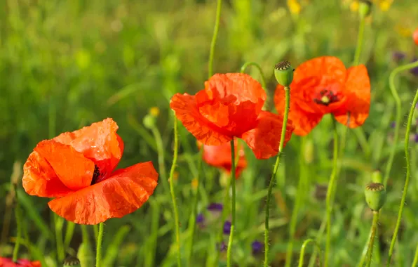 Red, flower, poppy