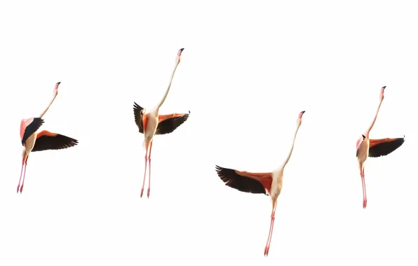 Picture bird, wings, pack, Flamingo, neck