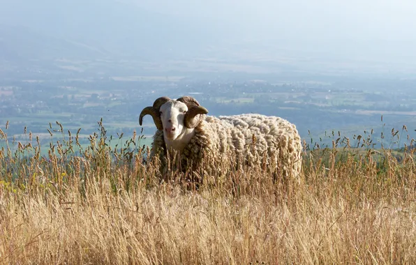 Pyrénes, bouc, mouton