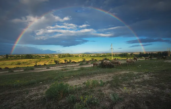 Greens, the sky, mountains, rainbow, valley